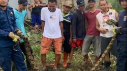 Ular Sanca 3 Meter Bikin Warga Depok Resah, Aksi Damkar Menyelamatkan