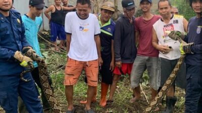 Ular Sanca 3 Meter Bikin Warga Depok Resah, Aksi Damkar Menyelamatkan