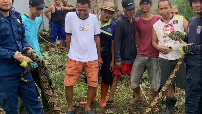 Ular Sanca 3 Meter Bikin Warga Depok Resah, Aksi Damkar Menyelamatkan