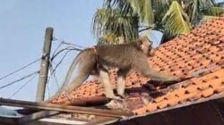 Monyet Bandit Depok Ditangkap Setelah Hari-Hari Resah Warga!