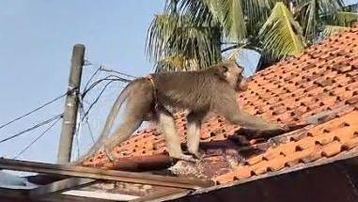 Monyet Bandit Depok Ditangkap Setelah Hari-Hari Resah Warga!