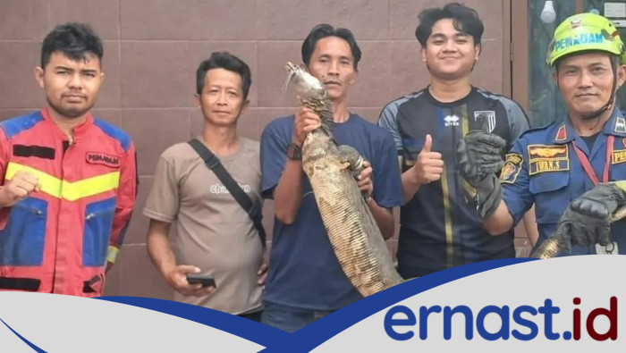 Warga Bogor Terkejut Ditemukan Biawak 1,5 Meter di Plafon, Damkar Turun Tangan!