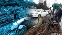 Tragedi di Bogor! Pohon Tumbang Usai Ditabrak Truk, Timpa Mobil yang Melintas