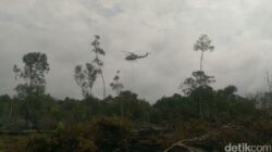 Polres Pelalawan Ungkap 2 Tersangka Pembakar Hutan di TNTN, Petani Jadi Target