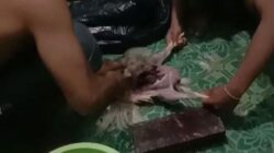 **Viral Binaragawan di Malang Makan Ayam Tiren, Solusi Sehat untuk Kebutuhan Protein?**