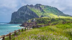 Menyelam Tanpa Oksigen, Kebiasaan Kesehatan Para Haenyeo Jeju dalam “Viral di Drakor”