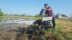 **Pertamina Dorong Energi Transisi, Bantu 408 Petani Bali Kembangkan Padi di Musim Kekeringan**