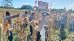 **Polres Halmahera Utara Gelar Panen Raya Jagung, Sinergitas TNI-Polri Berkontribusi pada Ketahanan Pangan**