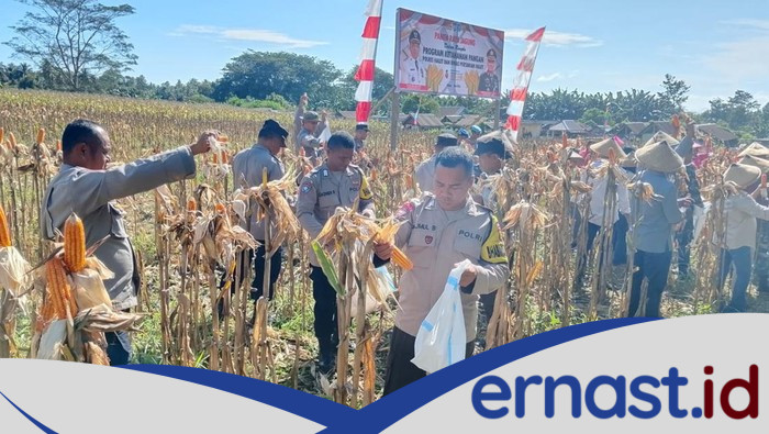 **Polres Halmahera Utara Gelar Panen Raya Jagung, Sinergitas TNI-Polri Berkontribusi pada Ketahanan Pangan**