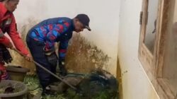 3 Musang Masuk Rumah Warga di Bogor, Damkar Evakuasi dalam Operasi Cepat!