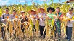 Dukung Ketahanan Pangan, Polda Jambi Panen 46 Ton Jagung dalam Sebulan