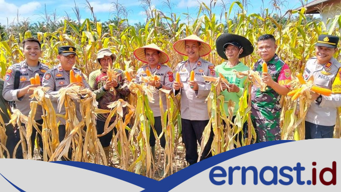 Dukung Ketahanan Pangan, Polda Jambi Panen 46 Ton Jagung dalam Sebulan