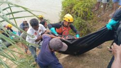 [Lagi Nyeberang Kanal, Warga Sumbar Disergap Buaya Hingga Tewas: Kebiasaan yang Berujung Fatal]