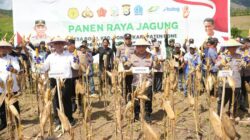 Kapolri dan Mentan Bersatu Panen Raya Jagung di Bone, Banting Setir untuk Ketahanan Pangan