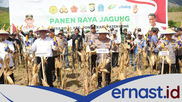 Kapolri dan Mentan Bersatu Panen Raya Jagung di Bone, Banting Setir untuk Ketahanan Pangan