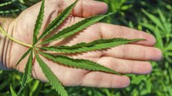 Polisi Ungkap 7 Kg Ganja, Tangkap Kurir di Kalideres Jakbar!