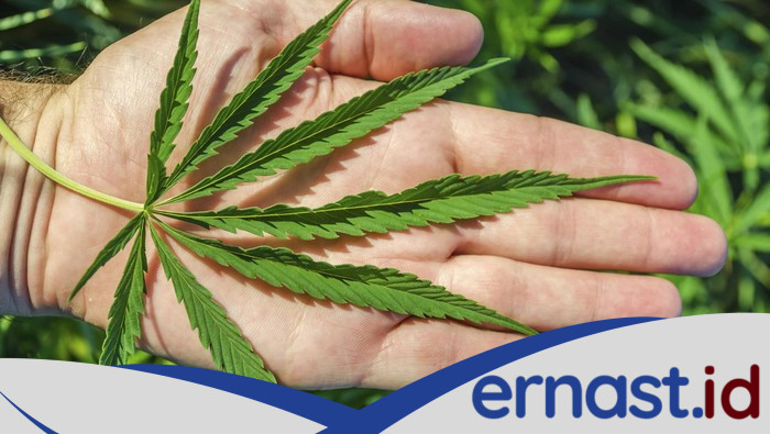 Polisi Ungkap 7 Kg Ganja, Tangkap Kurir di Kalideres Jakbar!
