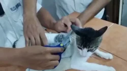 “Kucing, Penyelundup Narkoba? Ini Kisah Mengejutkan di Kosta Rika!”