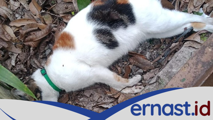 Geger Belasan Kucing di Malang Mati Mendadak, Kejang-Lidah Membiru, Sebanyak 15 Ekor Kucing Tewas dalam Tiga Hari