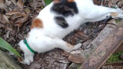 Kucing di Malang Terkena Misteri Maut, Lidah Biru dan Kejang Mengerikan