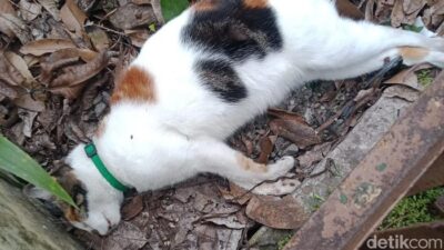 Kucing di Malang Terkena Misteri Maut, Lidah Biru dan Kejang Mengerikan