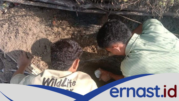 Komodo Langka Mati di Laut: Ancaman Terhadap Ekosistem Manggarai Barat