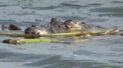 Dari Laut ke tragedi: Peternak Udang OKI Jadi Korban Buaya