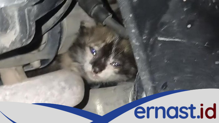 Anak Kucing di Palembang Terjebak dalam Mesin Motor, Pemilik Panggil Damkar!
