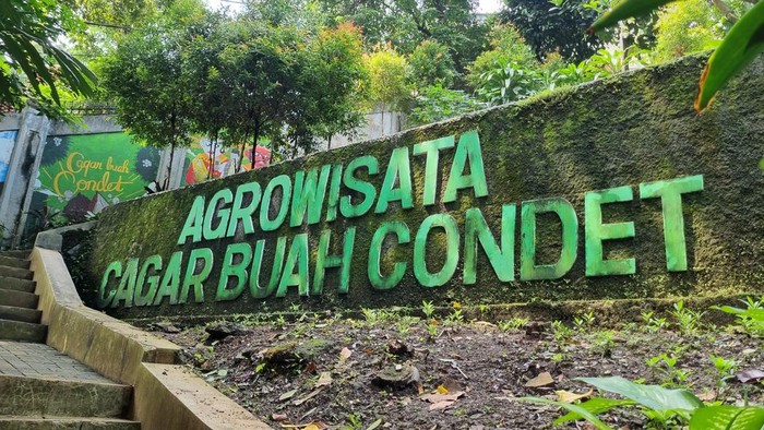 Serba-Serbi Buah Bersisik yang Jadi Maskot Jakarta: Rahasia di Balik Ikon Kota Ini yang Jarang Diketahui