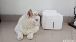 Xiaomi Smart Pet Fountain 2: Solusi Cerdas untuk Kesehatan Kucing