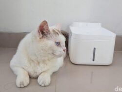 Xiaomi Smart Pet Fountain 2: Solusi Cerdas untuk Kesehatan Kucing