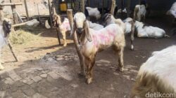 **”Bolehkah Kurban Kambing untuk Satu Keluarga? Ini Hukumnya”**