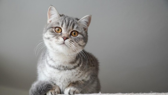 100 Kucing Menemui Kematian Misterius di Rumah Staf Perlindungan Hewan, Ini Fakta yang Harus Diketahui