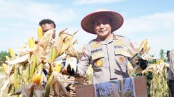 **Potret Panen Raya Jagung di Riau: Dari Rohul hingga Pelalawan Bersama Polda Riau**
