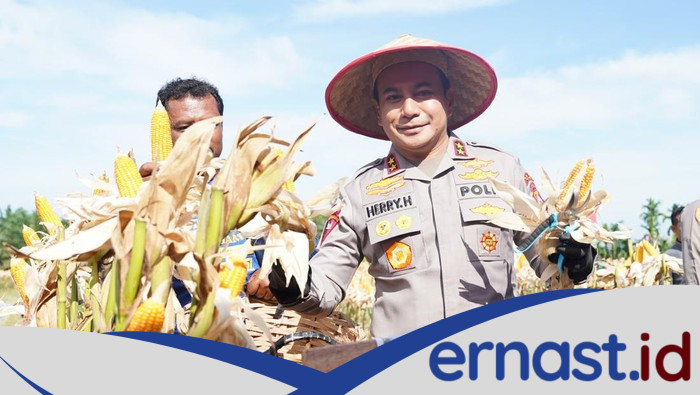 **Potret Panen Raya Jagung di Riau: Dari Rohul hingga Pelalawan Bersama Polda Riau**