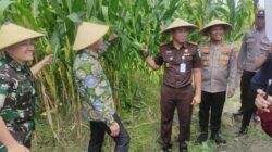 Forkopimda Sidoarjo Berikan Solusi, Panen Raya Jagung Serentak untuk Swasembada Pangan!