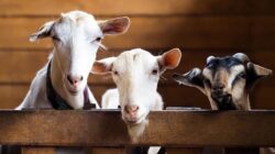 “Mengenal Kandungan Nutrisi Daging Kambing: Manfaat Tersembunyi yang Mungkin Belum Anda Ketahui”