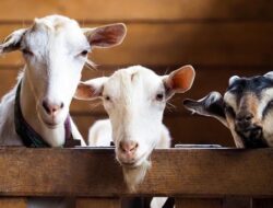 “Mengenal Kandungan Nutrisi Daging Kambing: Manfaat Tersembunyi yang Mungkin Belum Anda Ketahui”
