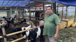 [Pasar Depok Merosot, Pedagang Hewan Kurban Menjerit Jelang Idul Adha]