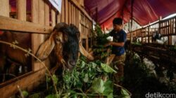 “Daging Kurban untuk Pemotong? Simak Kisah di Balik Tradisi yang Jarang Diketahui”