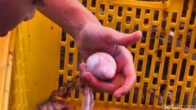 Manfaat Torpedo Kambing untuk Kesehatan Pria: Pengalaman Hunting Torpedo Kambing, Biang Asam Urat yang Diam-diam Jadi Incaran