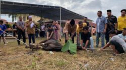 Polres Kampar Riau Berbagi 7 Sapi Kurban, Gugah Empati Masyarakat 🥰