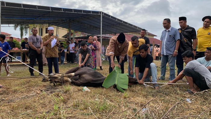 Polres Kampar Riau Berbagi 7 Sapi Kurban, Gugah Empati Masyarakat 🥰