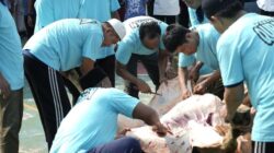 Lapas Cipinang Terima 10 Sapi-14 Kambing, Dirjenpas: Warga Binaan Nikmati Kurban – Update 1