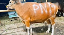 “Rayakan Idul Adha & HUT Ke-26, PNM Berbagi 26 Titik Sedekah Kurban untuk Kemanusiaan”