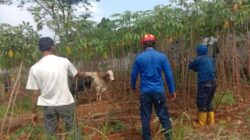 Sapi Ngamuk saat Kurban di Bogor, Damkar Segera Turun!